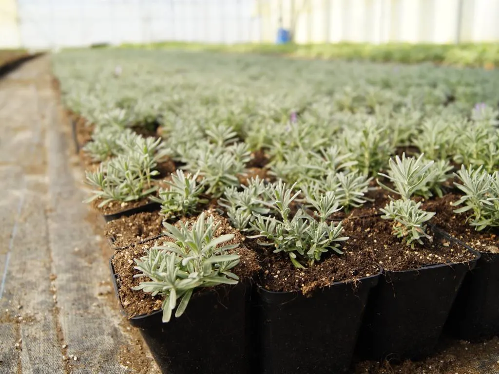 Pohľad z škôlky Marcinków 3