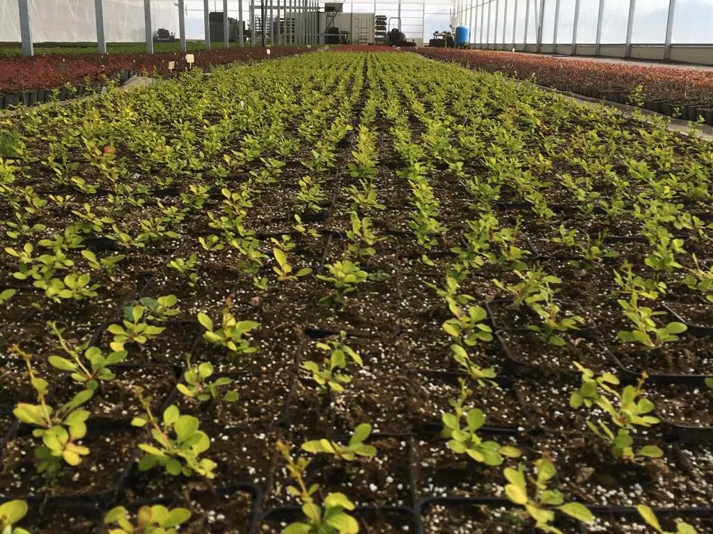 Pohľad z škôlky Marcinków 8