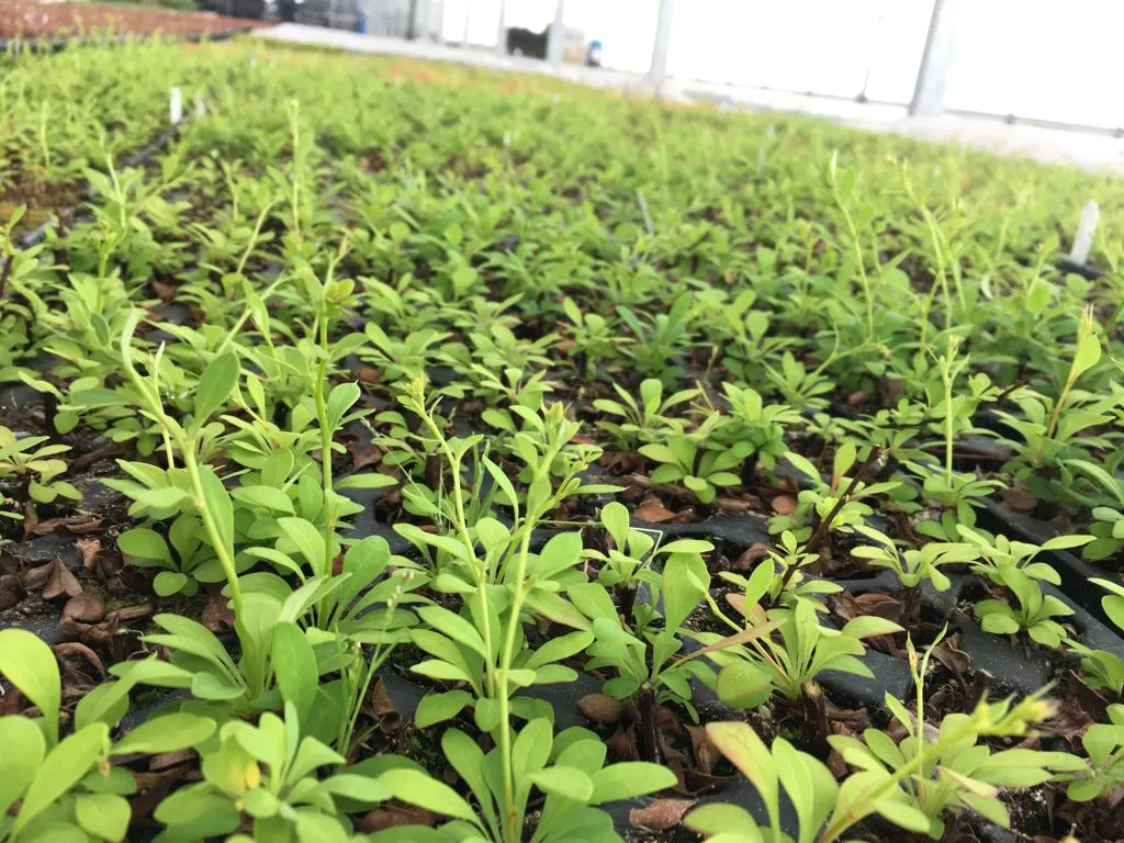 Pohľad z škôlky Marcinków 10