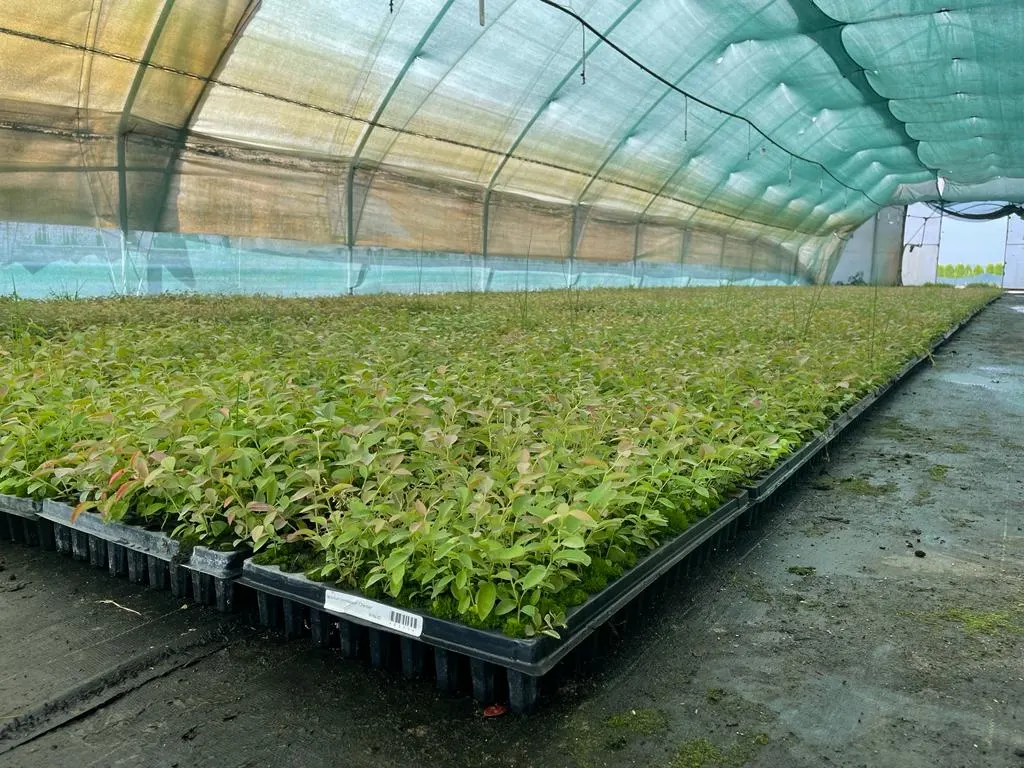 Pohľad z škôlky Marcinków 12